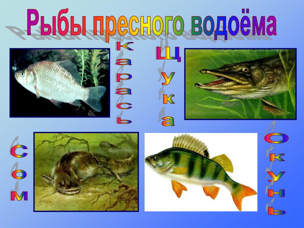 Рыбы пресноводных водоемов
