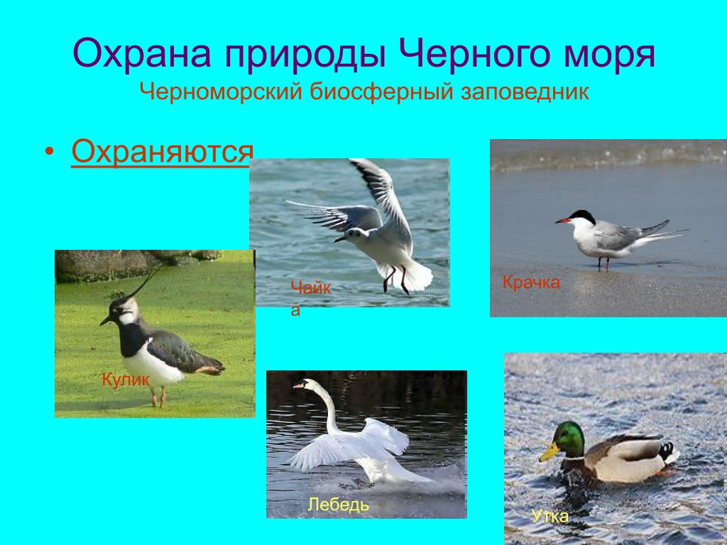 Птицы черноморского побережья