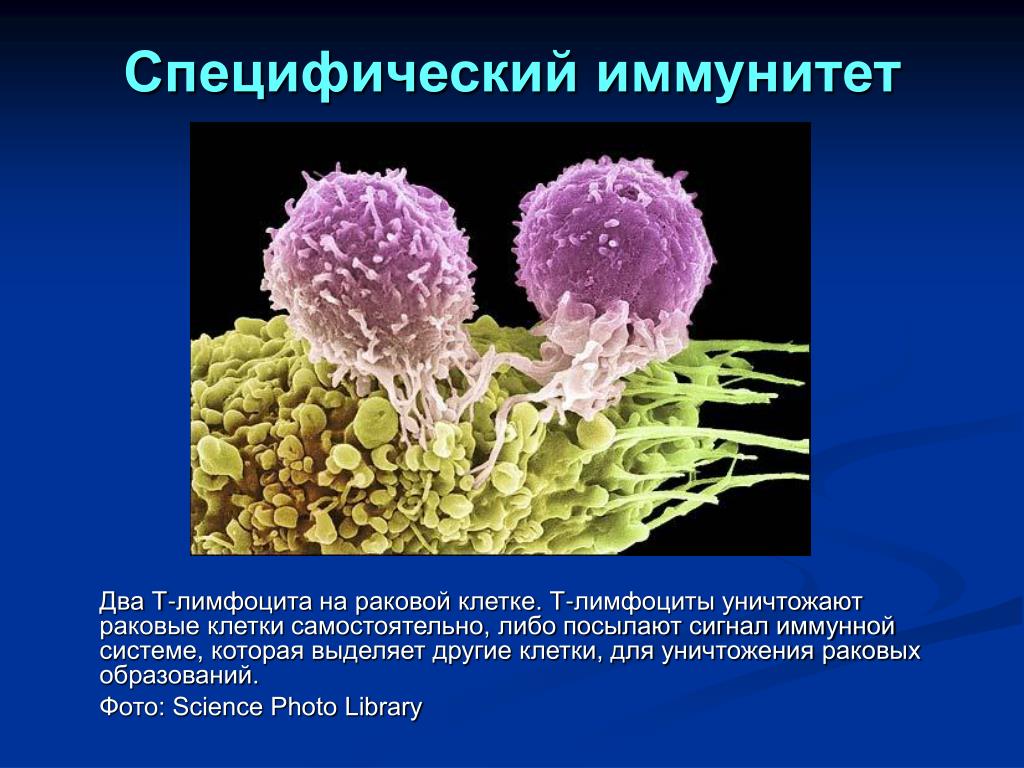 Т и б клетки. Т лимфоциты специфический иммунитет. Т лимфоциты клеточный иммунитет. Т лимфоциты внутриклеточный иммунитет. Клетки иммунной системы иммуноциты.