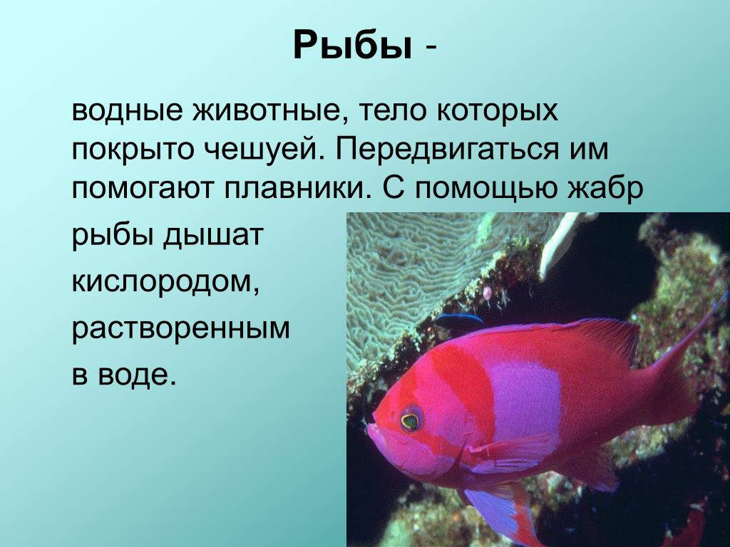 Большинство животных на планете дышат кислородом даже. Сообщение на тему рыбы. Доклад про рыб. Презентация на тему рыбы. Доклад о рыбах 3 класс.