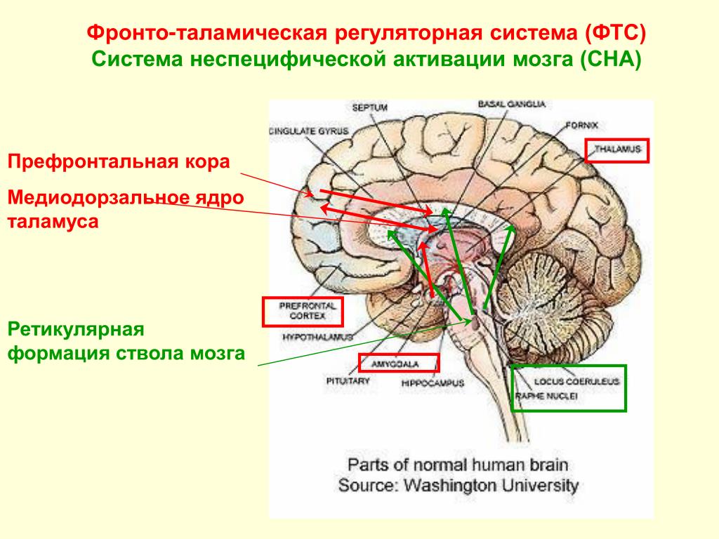 Вопросы по головному мозгу. Фронто-таламическая. Ретикулярная формация таламус. Регуляторная система мозга. Фпонто-тпламическая система.