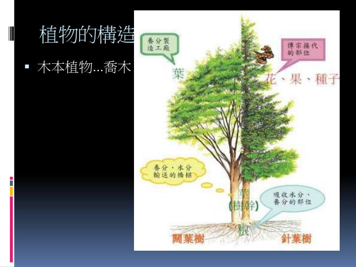 PPT - 第二單元 植物世界面面觀 PowerPoint Presentation - ID:5213236