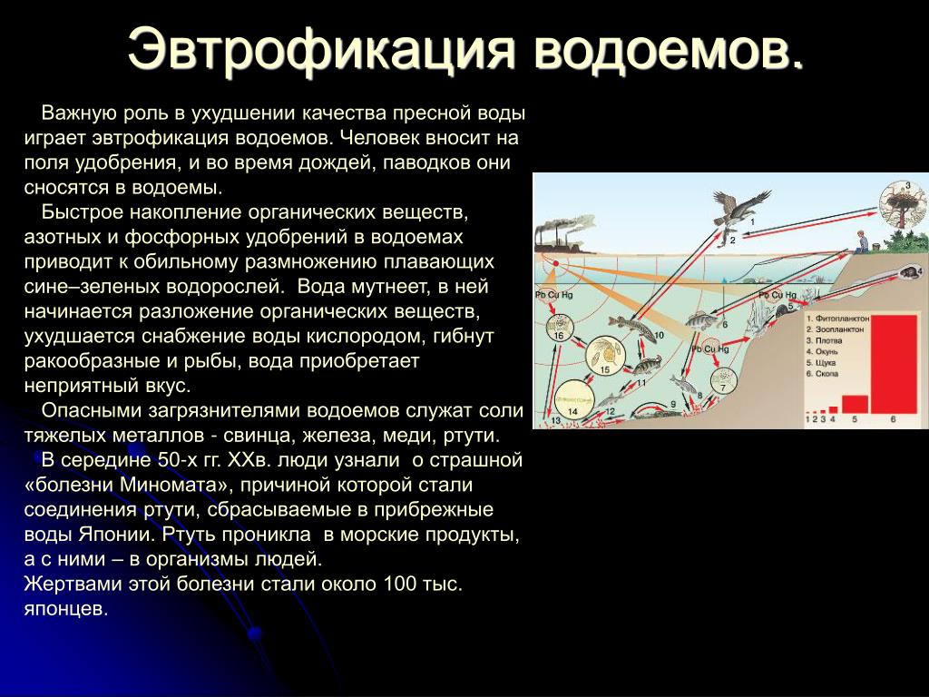 Что такое эвтрофикация Что такое эвтрофикация