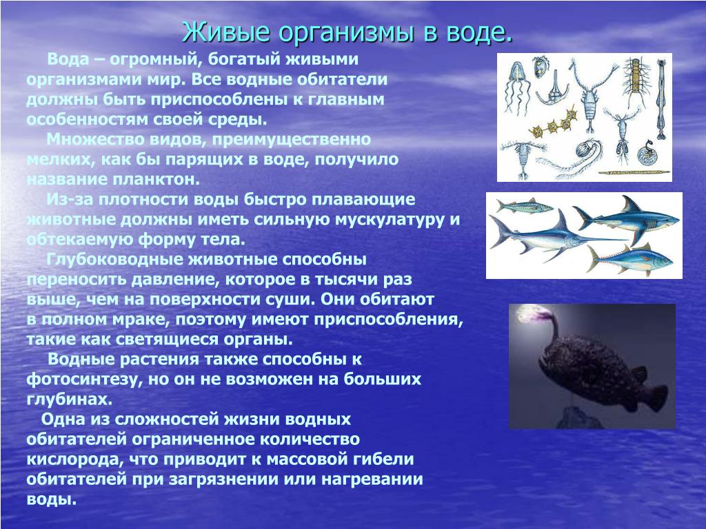 Презентация по биологии "Человек и природа" (урок-конференция)