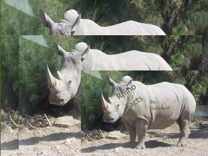rhino facts n.