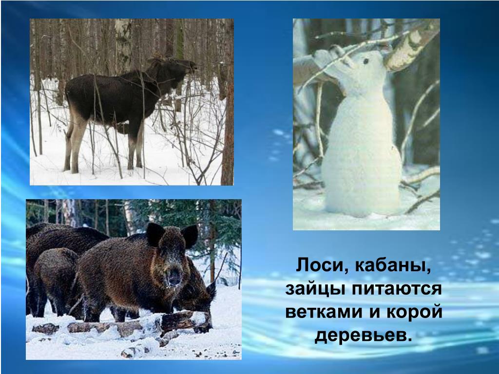 Лоси чему учит. Какое животное кормится зимой корой деревьев. Какие животные питаются корой деревьев. Какие животные питаются зимой корой. Животные которые зимой питаются корой и ветками деревьев.