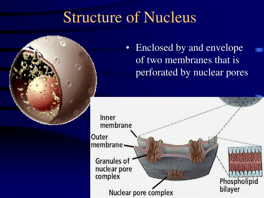 PPT - CELL STRUCTURE PowerPoint Presentation - ID:5215974