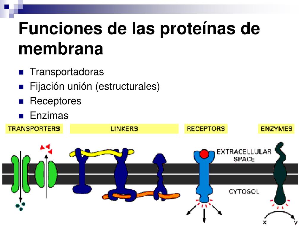 PPT - Biomembranas y Trasporte PowerPoint Presentation, free download -  ID:5220847