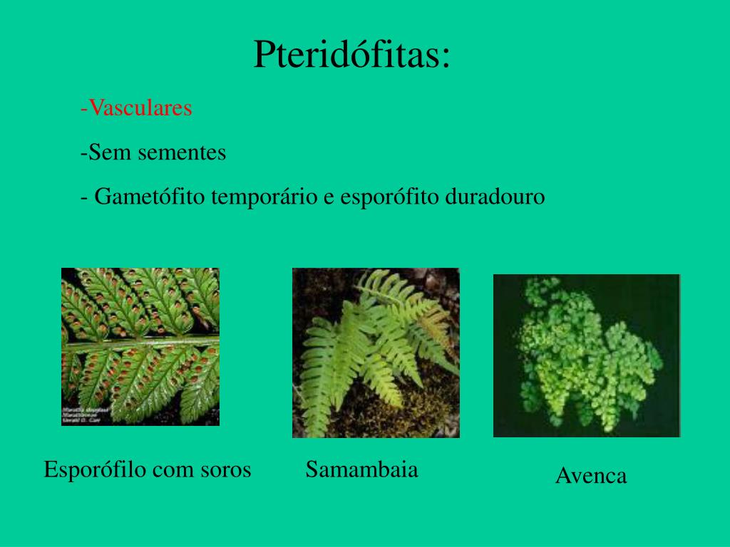 Diferenças Entre Briofitas E Pteridofitas - FDPLEARN