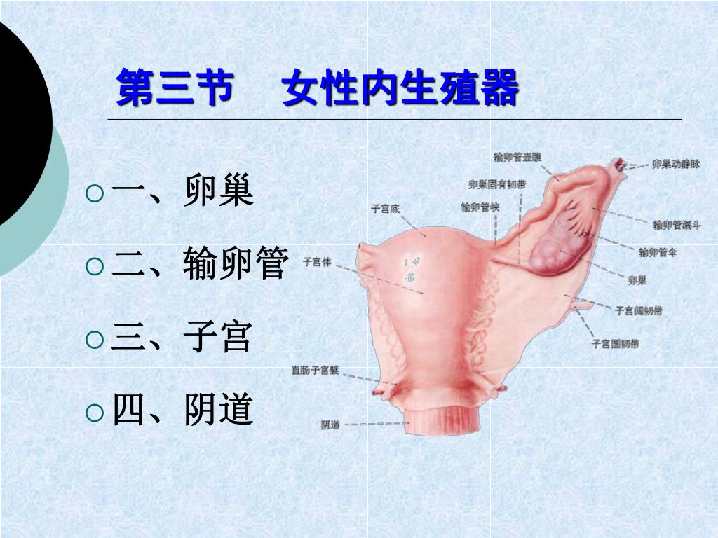 图12～18 阴茎横切面-功能组织学与胚胎学-医学