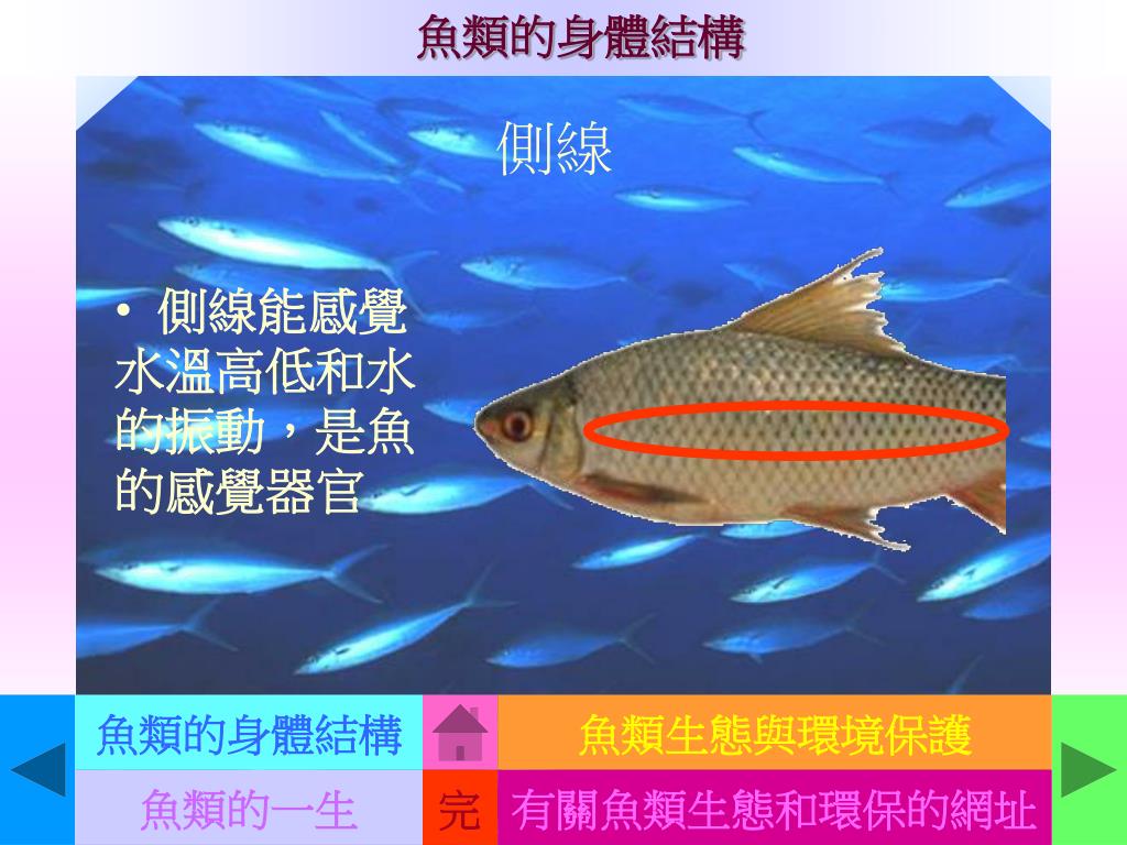 Ppt 魚類的一生powerpoint Presentation Free Download Id