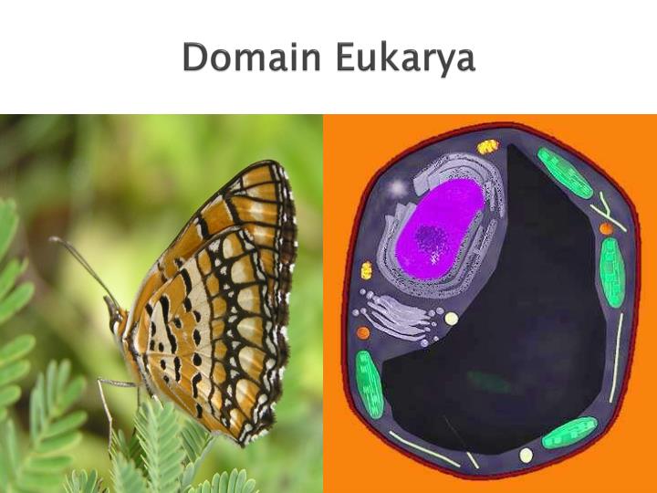 PPT - Classification of Living Organisms تقسيم الكائنات الحية