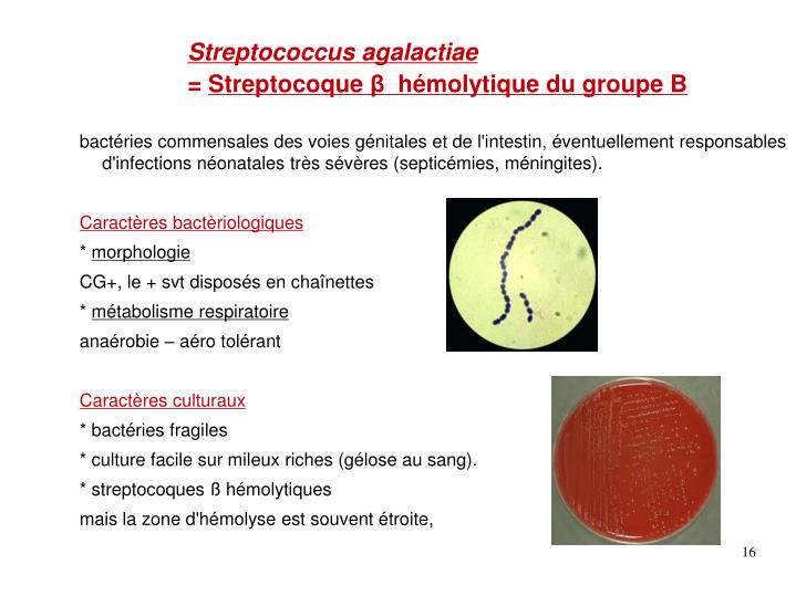 PPT Infections maternofoetales bactériennes PowerPoint Presentation ID5231327