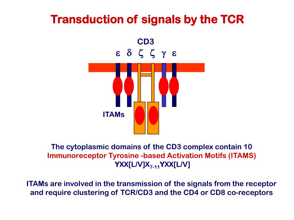 PPT - 第 12 章 淋巴细胞的抗原受体与辅助分子 Antigen Receptors & Accessory Molecules of ...