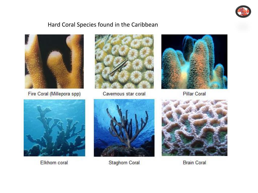 PPT - CORAL REEFS PowerPoint Presentation, free download - ID:5233651