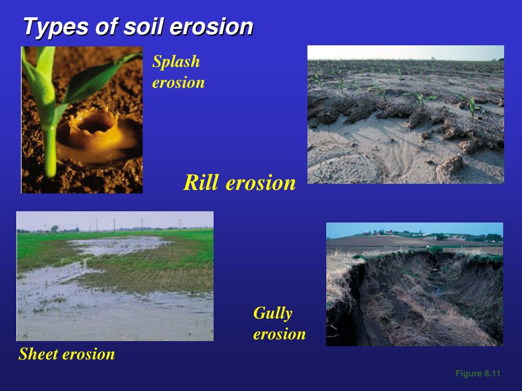 PPT - Chapter 14: Food & Soil Resources PowerPoint Presentation - ID ...