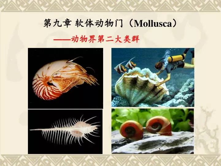 Ppt 第九章软体动物门 Mollusca Powerpoint Presentation Id