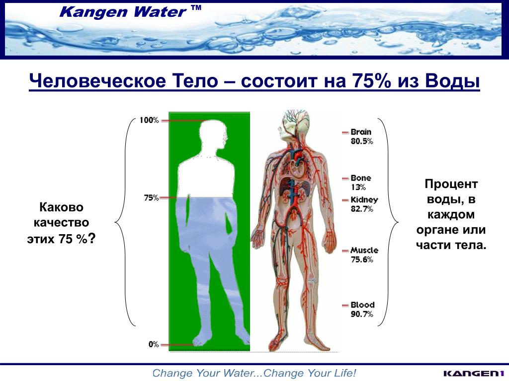 Из скольких процентов состоит человек. Организм человека состоит из. Человеческое тело состоит из воды. Человек состоит из. Из чего состоиттчеловек.