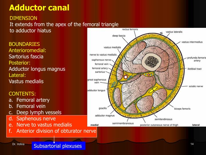 adductor nerve medial