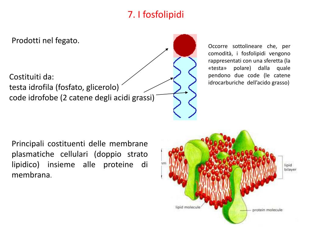 PPT - Le molecole della vita 2 ° parte PowerPoint Presentation, free  download - ID:5243822