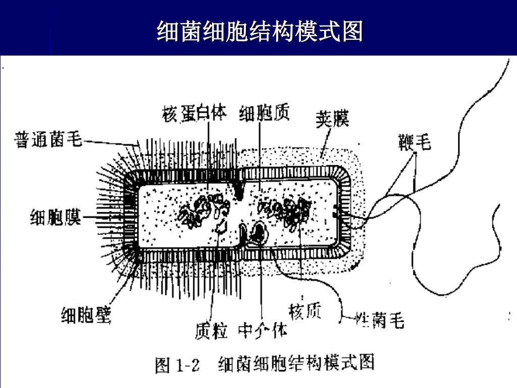 Ppt 第一章细菌的形态和结构powerpoint Presentation Free Download Id Ppt 第一章细菌的形态和结构powerpoint Presentation Free Download Id