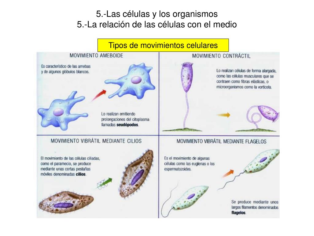PPT - Las células y los organismos CRÉDITOS PowerPoint Presentation, free  download - ID:5245439