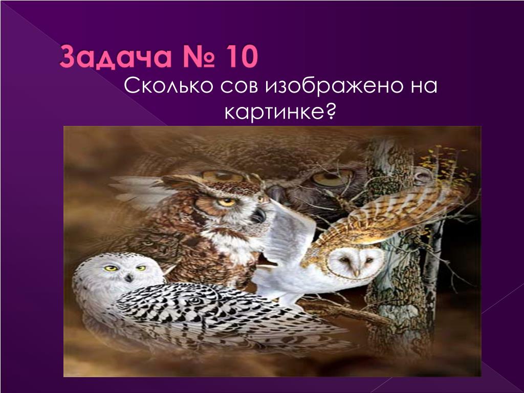 Друзья сколько сов. Сколько сов на картинке. Сколько сов изображено на картинке. Задачи проекта Сова. Задача по картинке Сова.