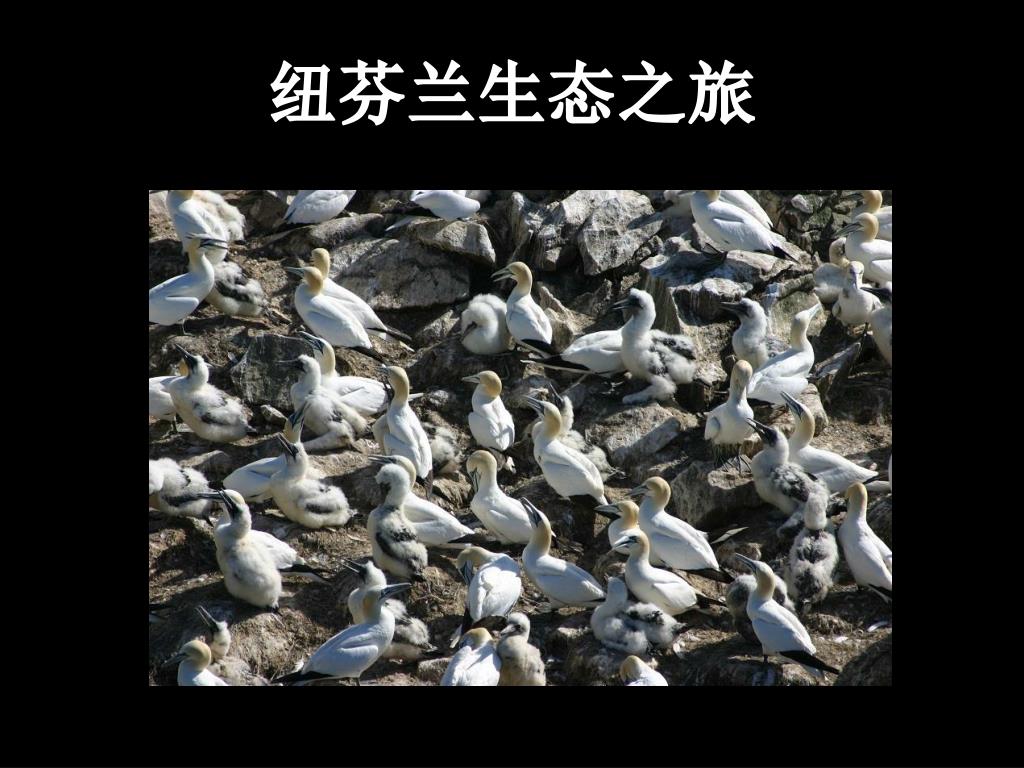 Ppt 纽芬兰生态之旅powerpoint Presentation Free Download Id Ppt 纽芬兰生态之旅powerpoint Presentation Free Download Id