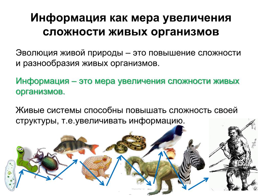 Информация и Эволюция живой природы. Эволюция организмов. Сложность живых систем. Рост и развитие живых организмов.