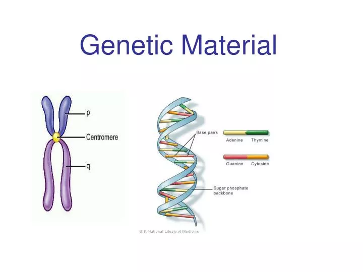 PPT - Genetic Material PowerPoint Presentation, free download - ID:5250368