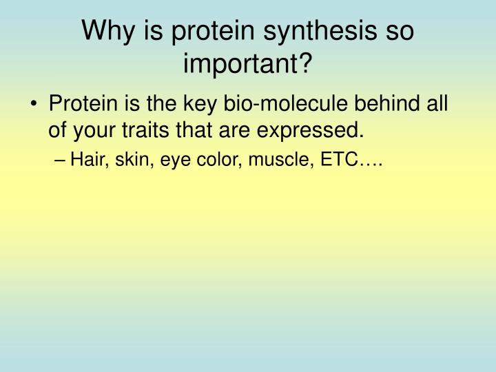 protein sythesis importance The rate of protein synthesis is higher in prokaryotes than eukaryotes and can reach up to 20 the svedberg is the most important measure used to distinguish. protein sythesis importance The rate of protein synthesis is higher in prokaryotes than eukaryotes and can reach up to 20 the svedberg is the most important measure used to distinguish.