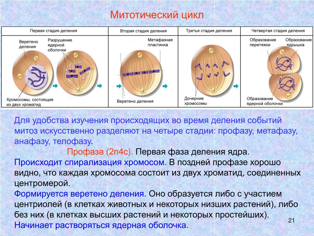 Митоз фазы кратко. Циклы клетки профаза. Митотический цикл клетки схема. Митоз схема цикла митотического. Митотический цикл деления клетки.