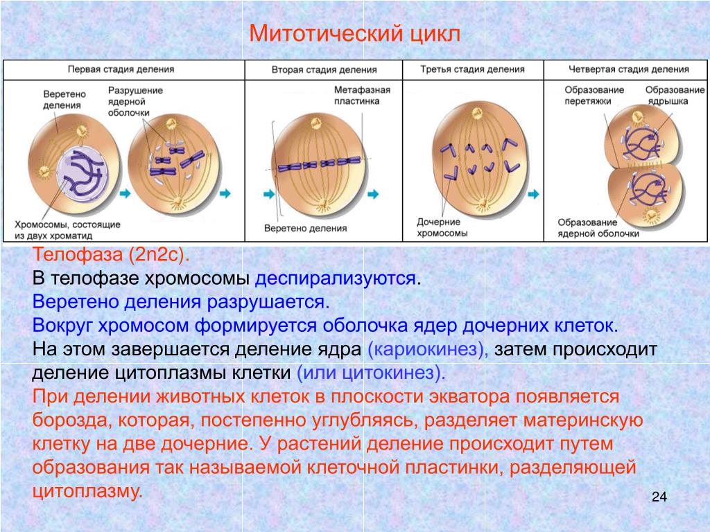 Органоиды принимают участие в делении клетки. Митотический цикл клетки клетки. Клеточный митотический цикл клетки периоды. Митотический цикл клетки схема. Жизненный цикл клетки митотический цикл клетки кратко.
