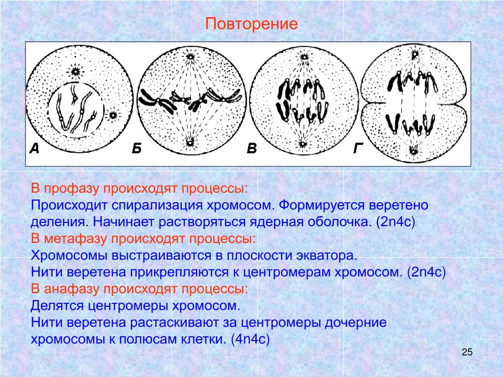 Профаза митоза сколько хромосом. Что происходит в профазе. Процесс происхождения профазы. Профаза спирализация хромосом. Профаза процессы.
