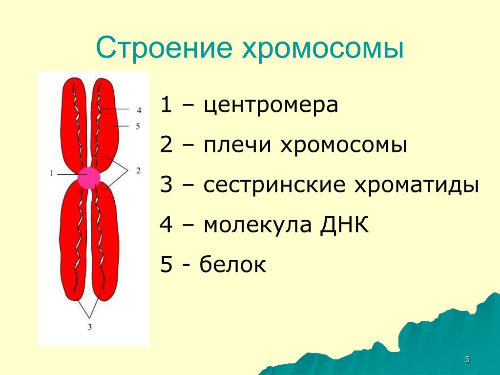Хромосомы лучше видны. Схема строения хромосомы. Строение хромосом человека. Строение хромосомы рисунок. Строение хромосомы хроматида рисунок.