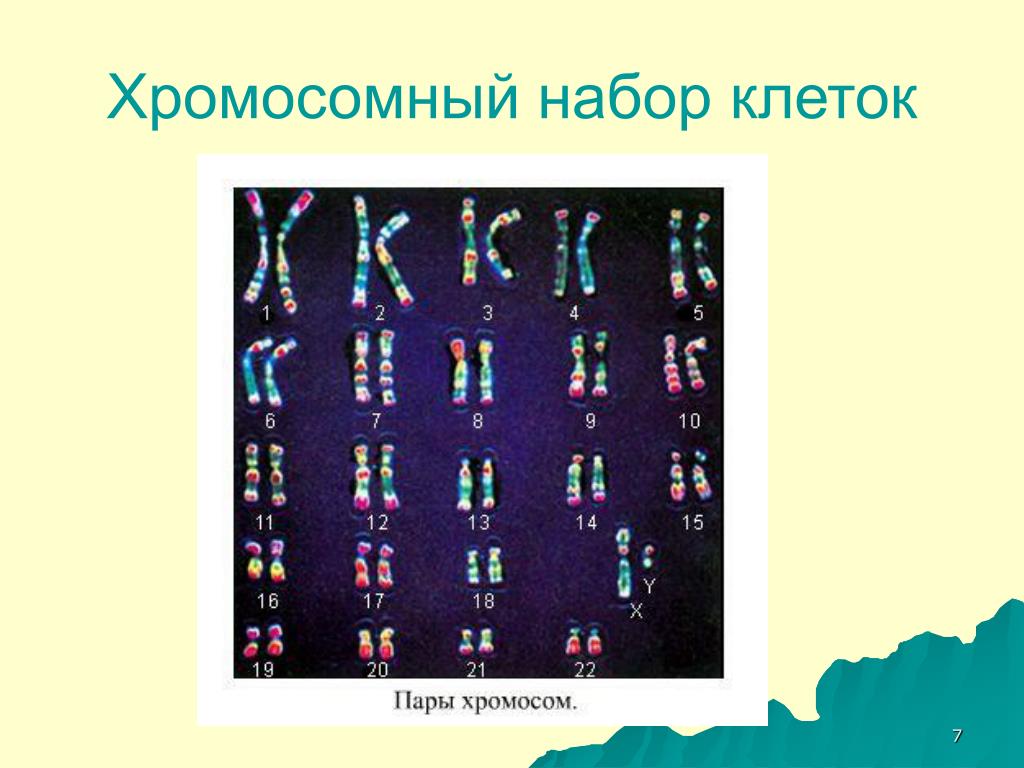 Набор хромосом клетки называют. 10 Класс биология хромосомы. Хромосомный набор клетки.. Хромосомы хромосомный набор клетки. Хромосомный набор клеток человека.