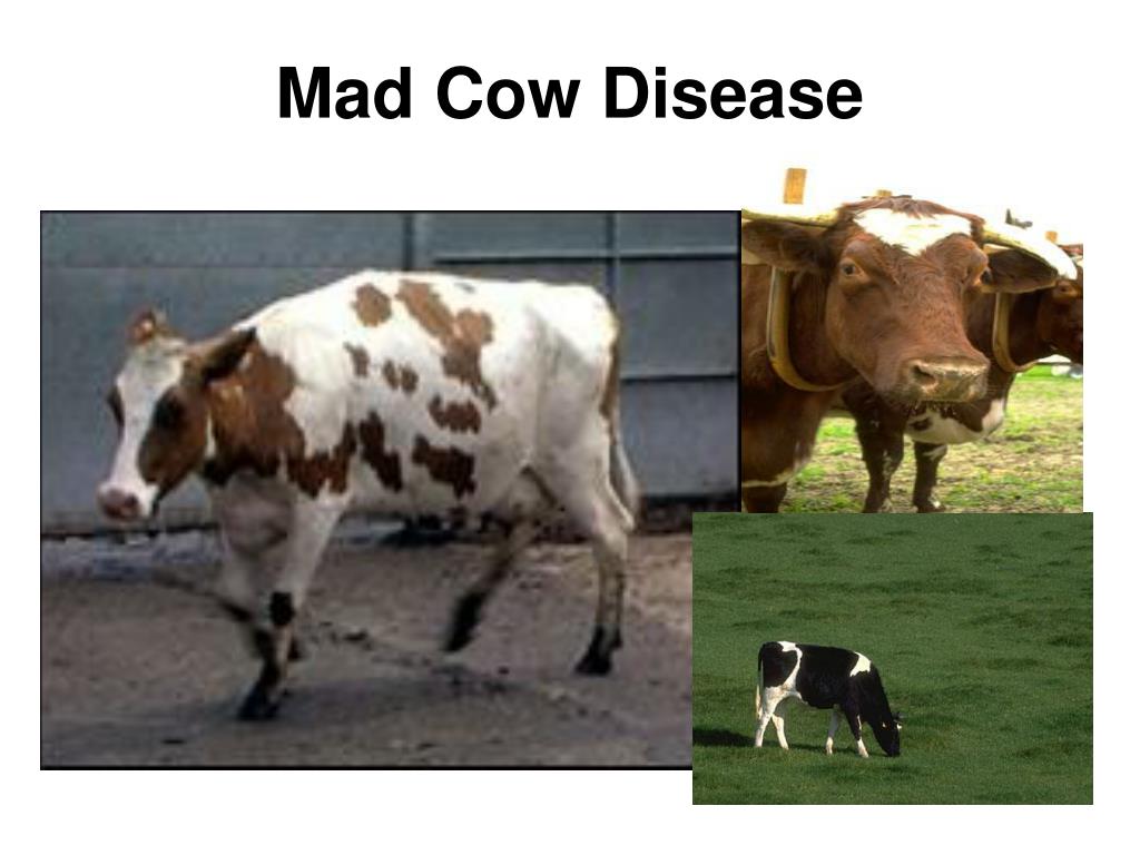 essay in mad cow disease