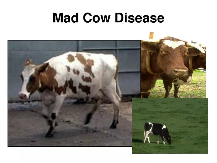 is mad cow disease fatal