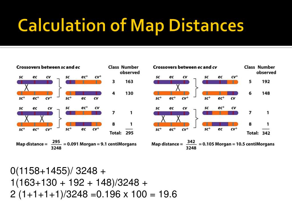 map distance genetics        <h3 class=
