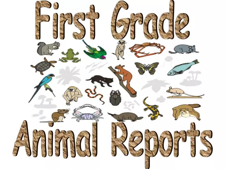 PPT - First Grade Animal Reports PowerPoint Presentation, free download -  ID:5258296