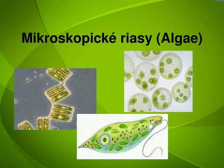 mikroskopick riasy algae n.