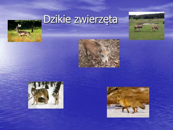 PPT - Dzikie zwierzęta PowerPoint Presentation, free download - ID:5258779
