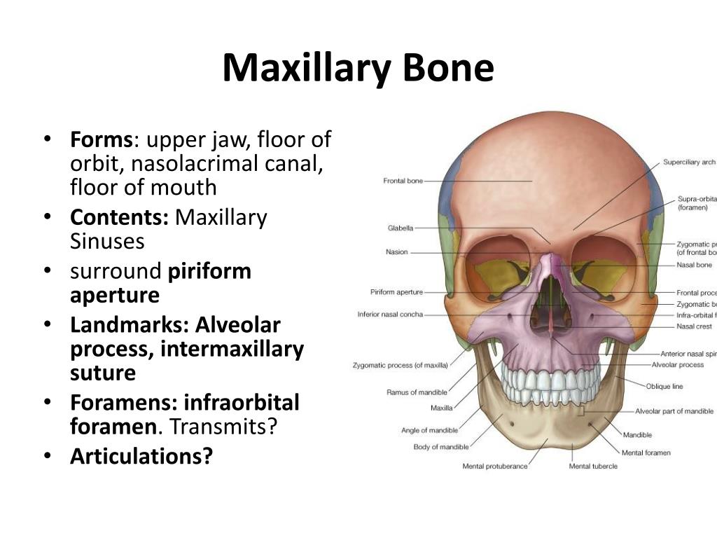 The bones form. Maxillary Bone.