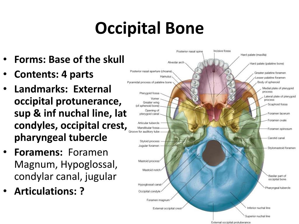 The bones form. Форамен овале. Форамен Инцизивус. Occipital Bone Parts.