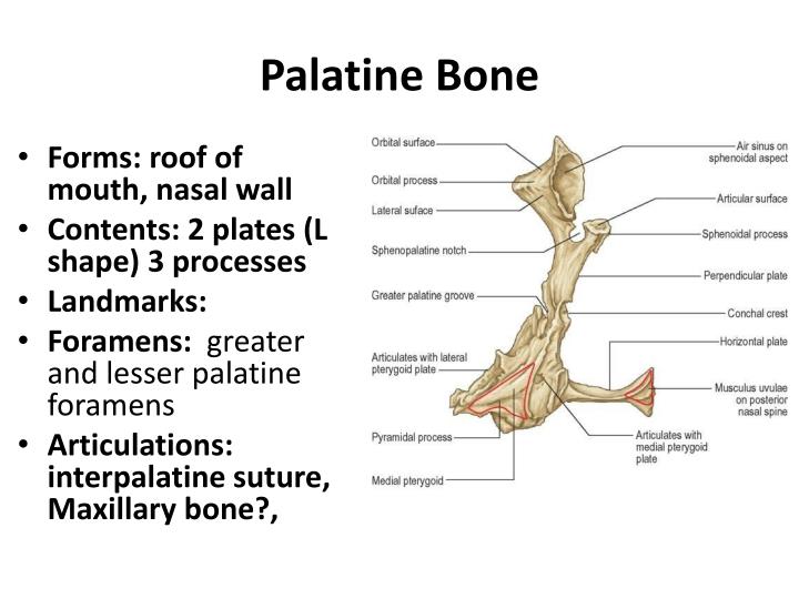 ppt the skull i powerpoint presentation id 5259261 palatine bone