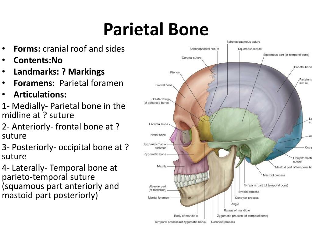 The bones form. Parietal кость. Parietal Ridge. Cranial foramina. Foramina of the temporal Bone.