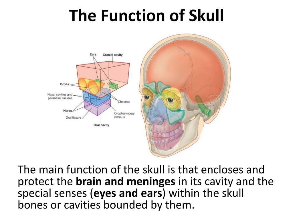 PPT The Skull I PowerPoint Presentation Free Download ID 5259261