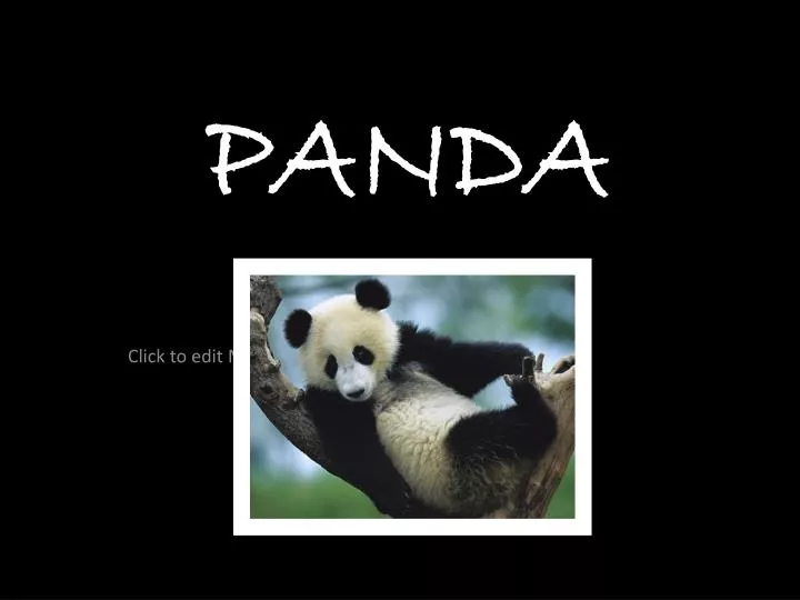panda n.