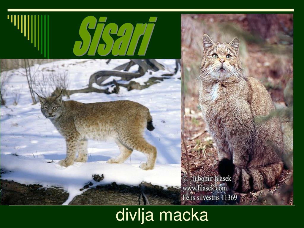 Divla Macka Ris PPT - Nacionalni park Tara je treci po povrsini u Srbiji sa 19 200 ...