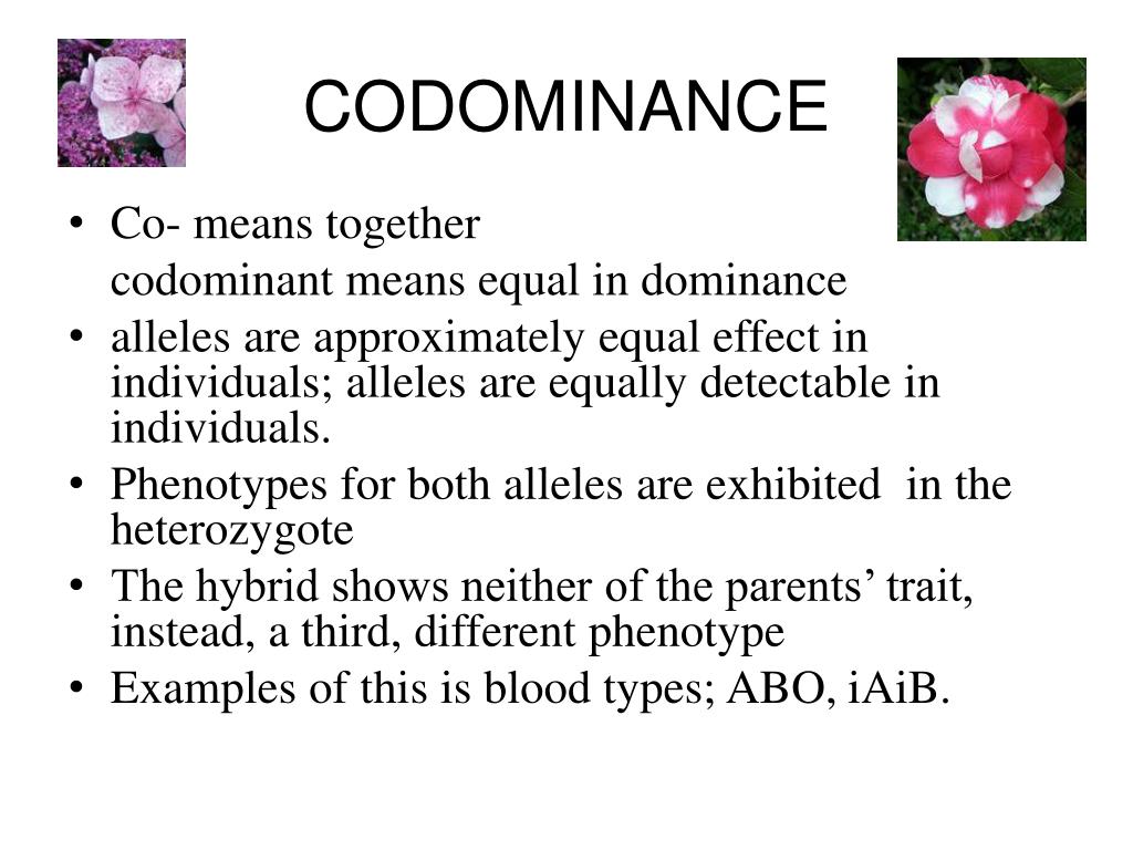 What Are Codominant Alleles